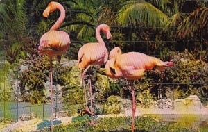 Florida Yulee Flamingos In Florida 1967