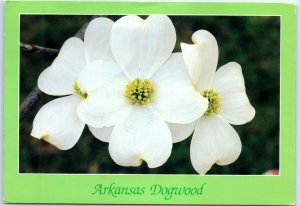 M-36130 Arkansas White Dogwood