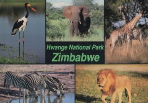 Hwange National Wildlife Park Zimbabwe 1980s Postcard