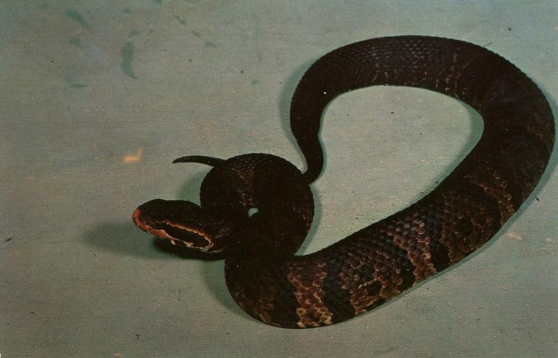 Snake - Cottonmouth Water Moccasin