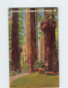 Postcard A Burl On A Redwood Tree In The Redwood Empire California USA