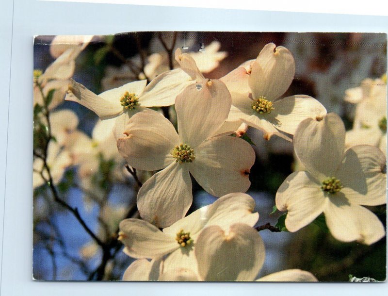 Postcard - Dogwoods in Bloom - Southern Pines, North Carolina