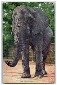 1910 African Elephant Kartoum New York Zoological Park Animal New York  Postcard