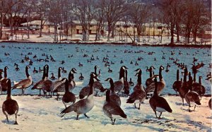 Wild Geese at Rochester, Minnesota