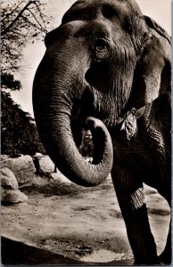 Elephant Carl Hagenbecks Tierpark Hamburg Stellingen Indischer Elefant RPPC C038