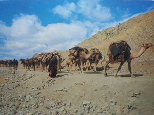 Kuchi Caravan on the Road to Bamiyan Afghanistan Vtg Postcard 1969 Camels Train  