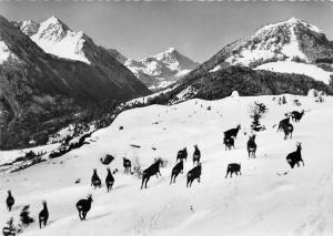 BG009 allgauer alpen bad oberdorf goat chamois gamsrudel   CPSM 14x9.5cm germany