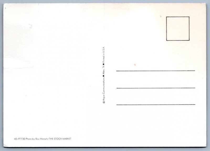 FUNNY CAT THANKSGIVING TURKEY ON TABLE LET'S GET TOGETHER SOON POSTCARD 4.25X6