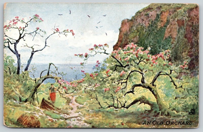 Glories Of Nature Series~An Old Orchard~Blooming~1910 TUCK Postcard 