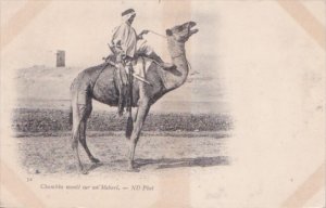 Camel Chambba monte sur un Mehari