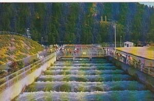 Oregon Bonneville Dam Fish Ladders On The Columbia River