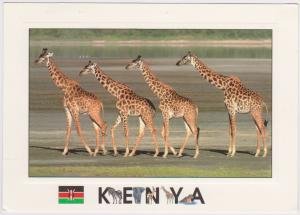 MASSAI GIRAFFES - KENYA