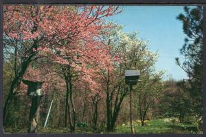 Spring in Bloom,Brown County,IN BIN