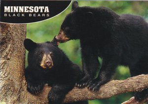 American Black Bear In Minnesota