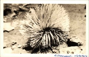 Vintage RPPC Maui HAWAII HI Silversword Haleakala Real Photo Postcard