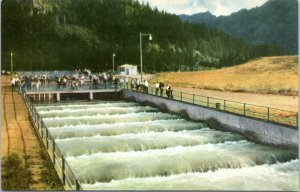 postcard Washington Bonneville Dam Fish Ladder - Union Oil 76 Tour the West