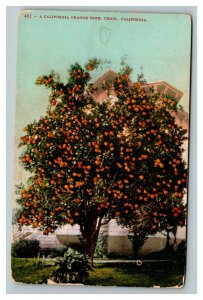 Vintage 1910's Postcard Giant Orange Tree in a Park Chico California