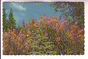 Fireweed, Yukon, Flower Plant