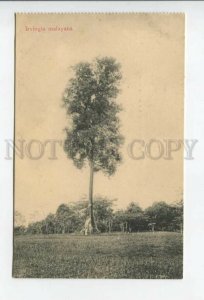 432757 Singapore Botanical Garden Irvingia malayana Vintage postcard