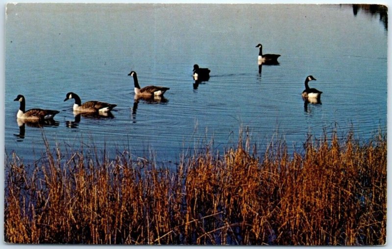 Postcard - Canada Geese Branta canadensis, Oyster Pond, Cape Cod - Chatham, MA