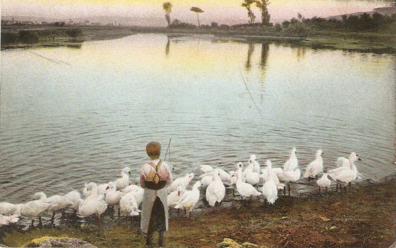 german postcardLady taking care of ducks in  lake Old vintage antique