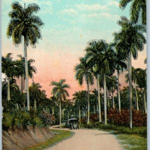 c1920s Cuba Postcard Una Carretera Cuban Road Royal Palm Trees Car C Jordi No 18