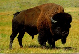 Bison Or Buffalo 1996