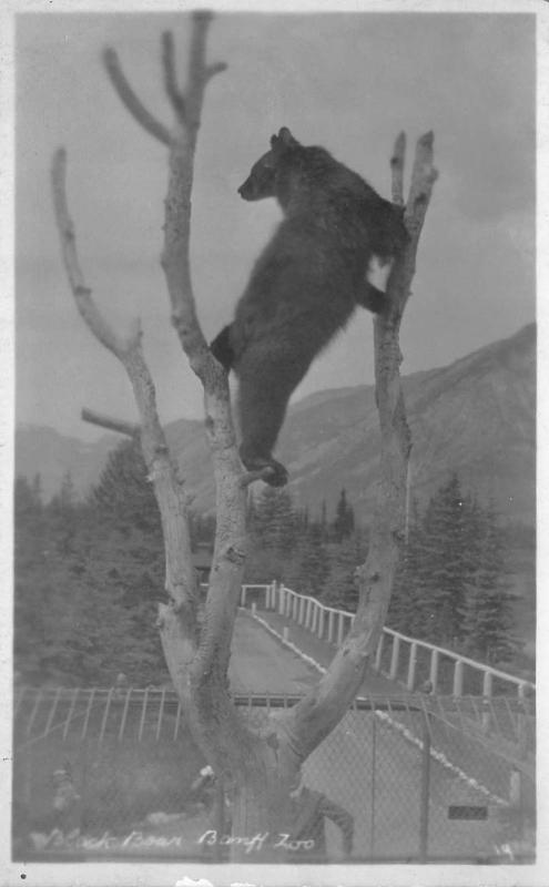 BLACK BEAR-BANFF ZOO REAL PHOTO POSTCARD