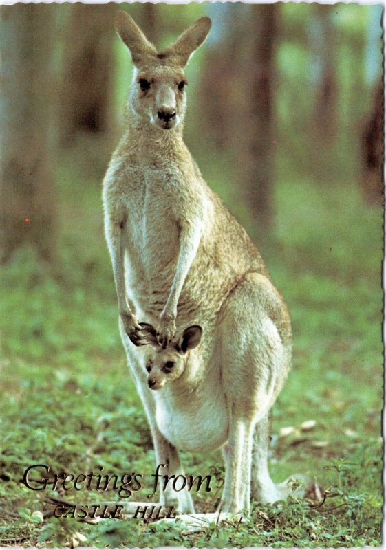 postcard Australia, NSW - Greetings from Castle Hill - Kangaroo with joey in pou