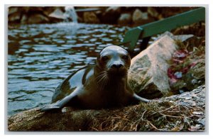 Harbor Seal Sealand of Cape Cod West Brewster MA UNP Chrome Postcard S9