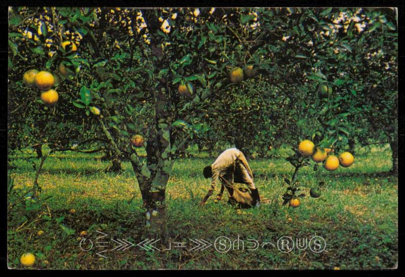 Orange Harvesting in Stann Creek Valley