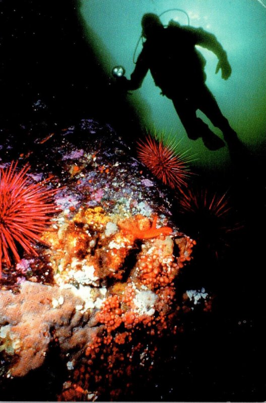 Canada Nanaimo Underwater Scene Diver and Corals