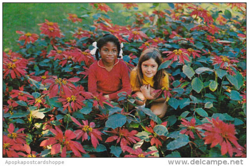 Two Little Girls In A Wonderland Of Flowers In Bermuda Poincianas