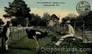 Ostrich Farm, Jacksonville, Florida, USA Black African American Unused 