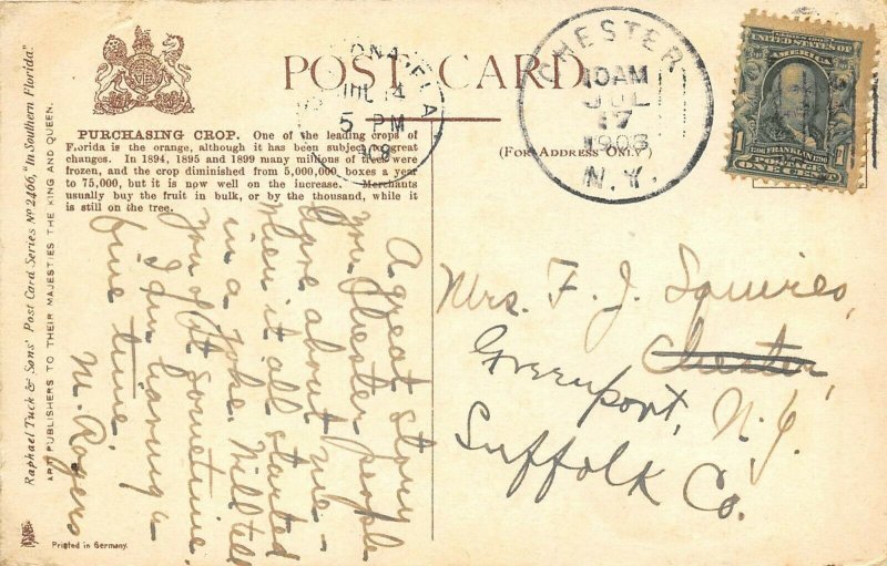 Southern Florida 1908 Postcard Purchasing Orange Crops by Tucks