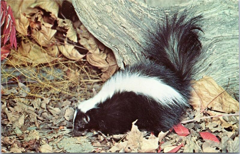 postcard Skunk close up