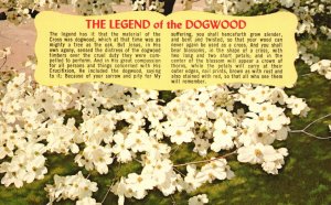 The Legend Of The Dogwood Mighty Flowering Tree As The Oak Vintage Postcard