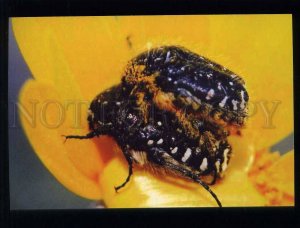 211817 SPAIN CADIZ insect on a flower photo