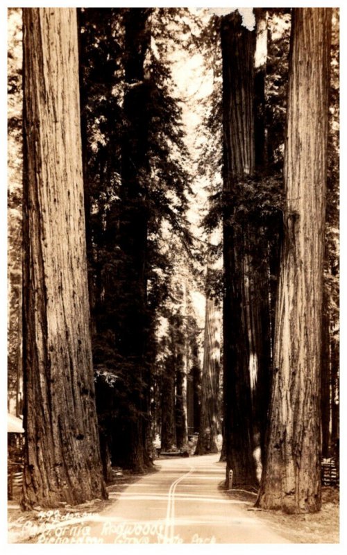 California  Richardson State Park, Redwood Trees  RPC