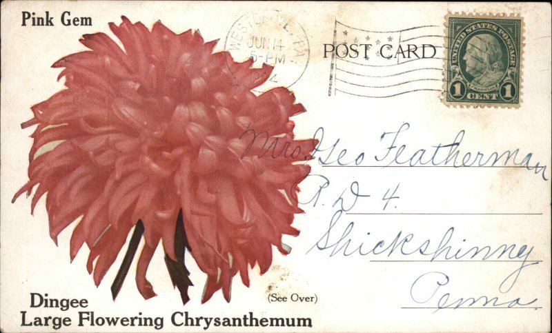 West Grove PA Chrysanthemum Flower Advertising Postcard c1910 