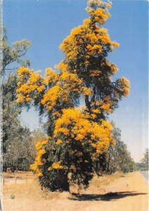 us7125 west australian christmas tree australia