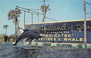 Marineland of Florida Jumping Porpoises Marineland FL 