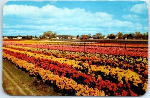 One small section of the colorful Jackson & Perkins Chrysanthemum Fields - N. Y.