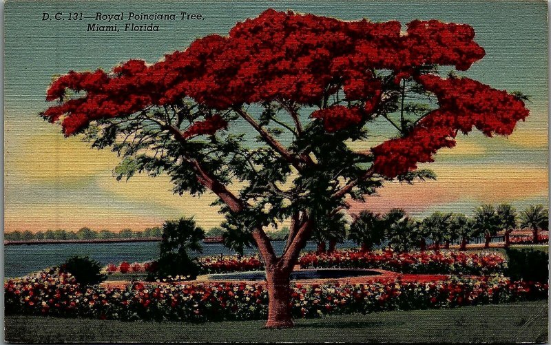 1940s ROYAL POINCIANA TREE, MIAMI, FLORIDA LINEN POSTCARD 20-32 