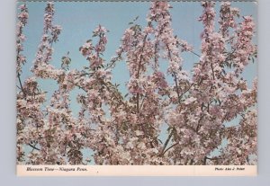 Blossom Time, Niagara Peninsula, Ontario, Chrome Postcard