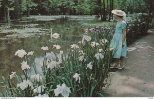 SUMTER, South Carolina, 1940s-Present; Swan Lake Gardens