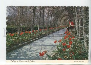 442073 USA Virginia Williamsburg Tulips at Covernors Palace Old postcard