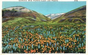 Vintage Postcard Wildflowers Lupin and Puppies Blooms Mountain View California