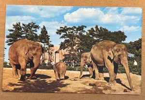 UNUSED POSTCARD - INDIAN ELEPHANTS, COUNTY ZOO, MILWAUKEE, WISCONSIN