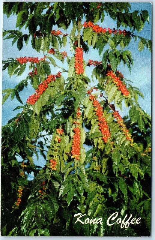 c1960s HI Hawaii Kona Coffee Tree Beans Flower Nani Li'I Chrome PC Helbig A296